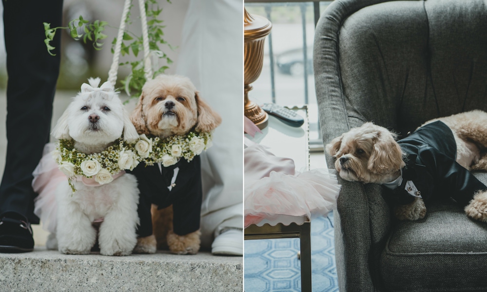 Dogs at a wedding
