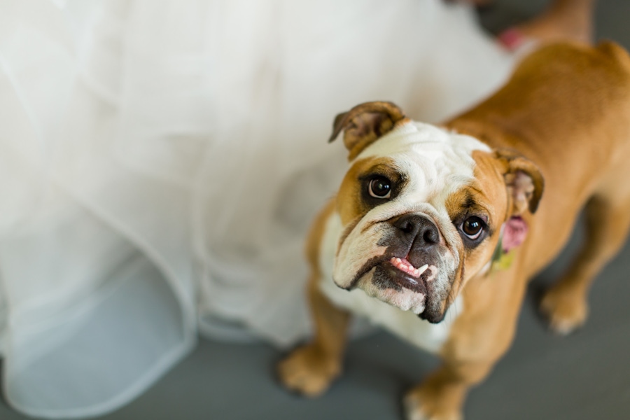 Bulldog at wedding