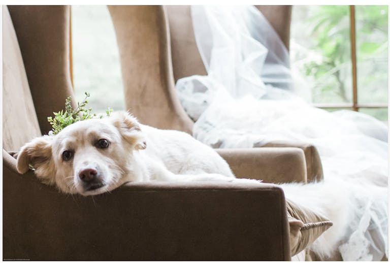 puppy lying on chair with bridal veil