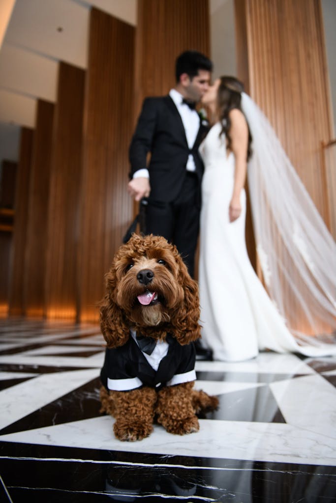 a bride and groom kiss in the background while a curly haired dog in a suit stands in the foreground on a leash looking into the camera with its tongue out.