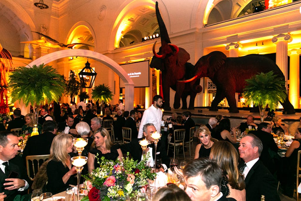 Guests enjoy sit down dinner at Field Museum in front of tusked elephants.