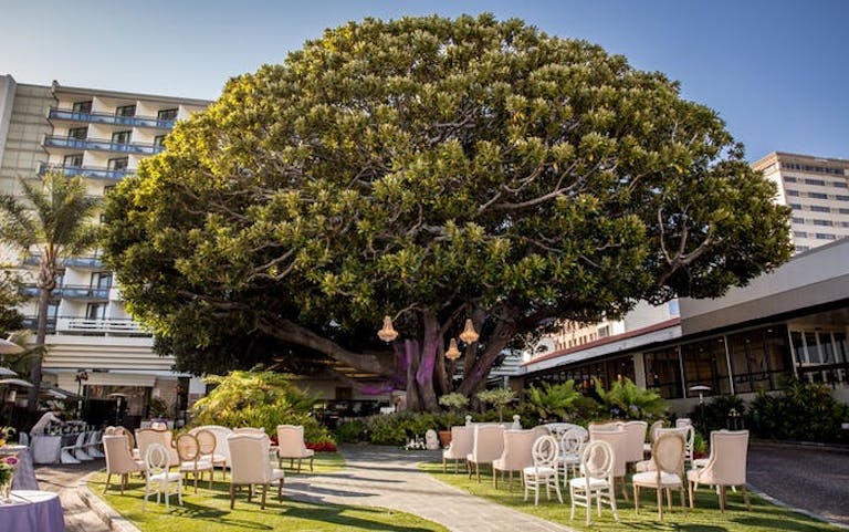 A massive tree is in the front yard of a hotel. chairs are on either side of an aisle that lead underneath the tree on green grass.