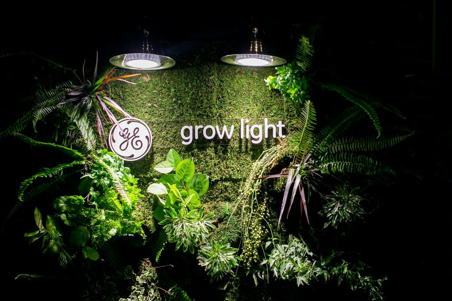 Boxwood backdrop with "grow light" signage, overhead lights, and a lush display of plants.