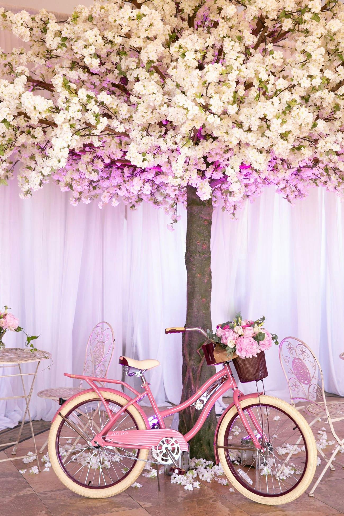Pink Bicycle Under a Beautiful Blossom Tree