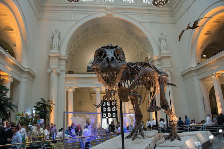 T-Rex Sue at the Field Museum in Chicago with visitors looking | PartySlate