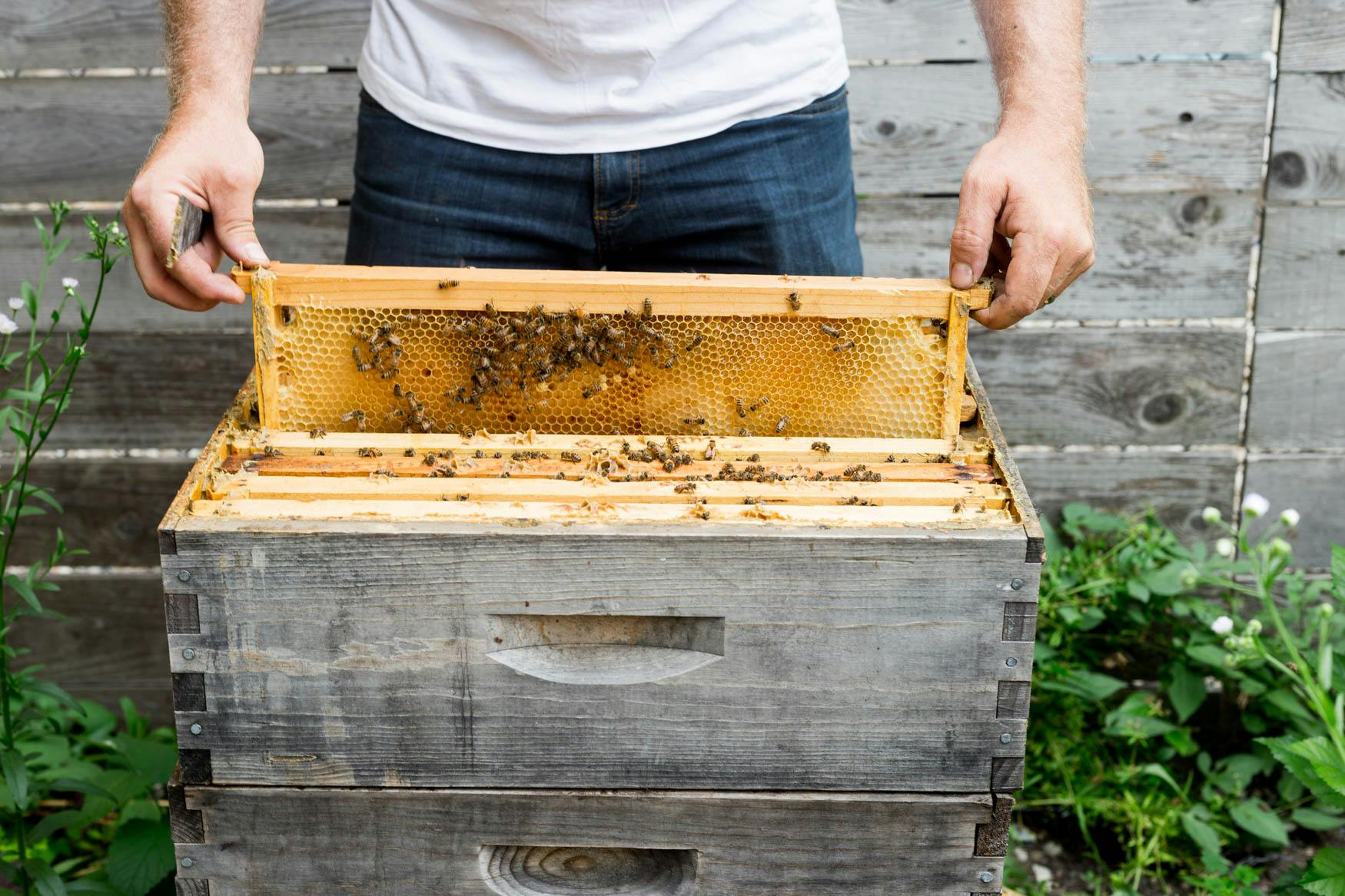 Live bee hive for fresh honey at a dinner party in Chicago, IL | PartySlate
