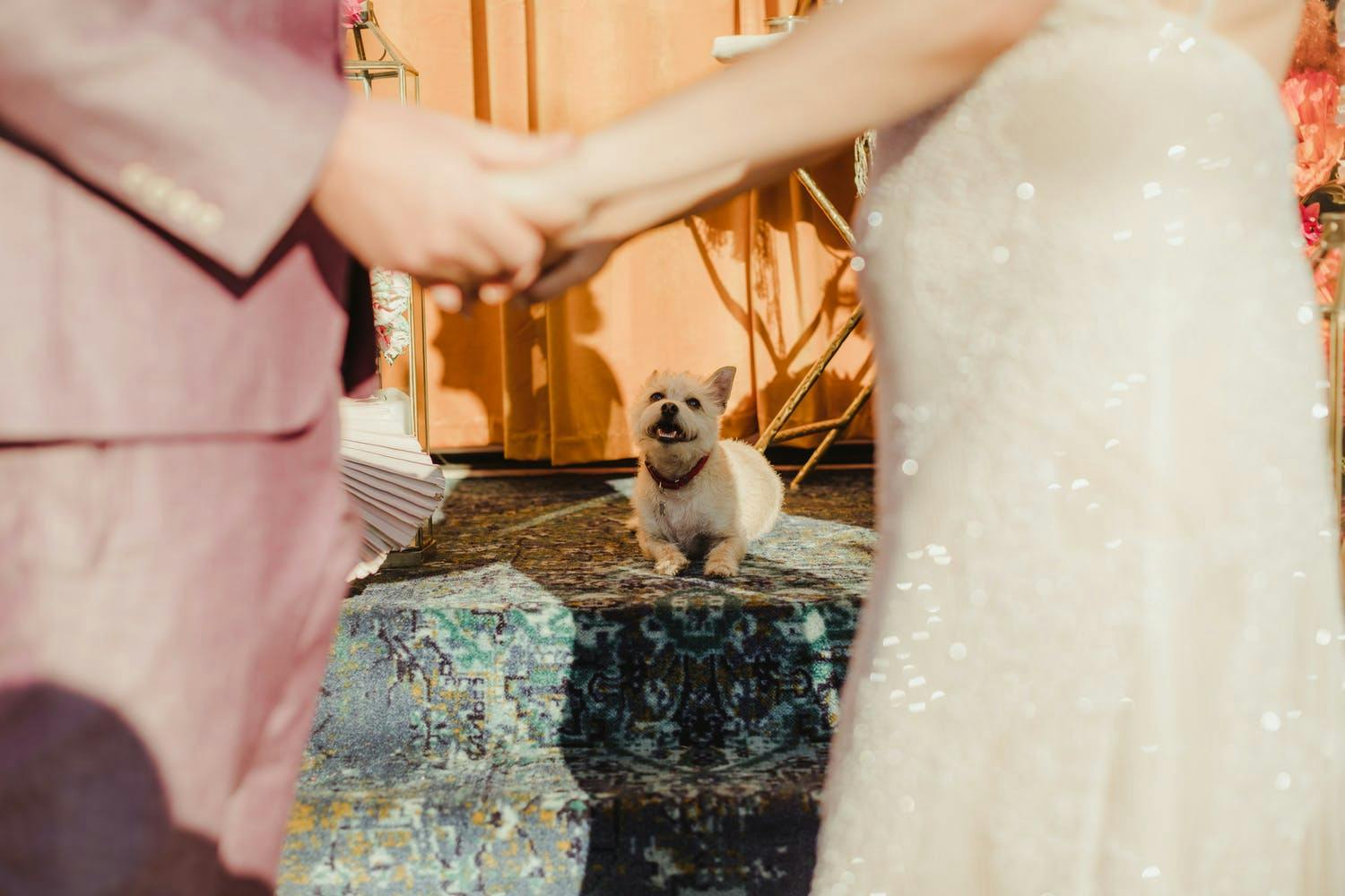 Small dog officiating wedding ceremony | PartySlate