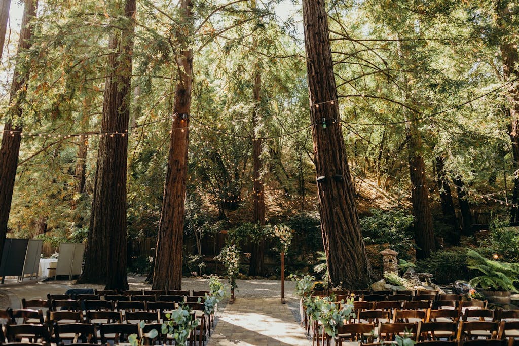 Redwoods Wedding Ceremony With String Fairy Lights | PartySlate