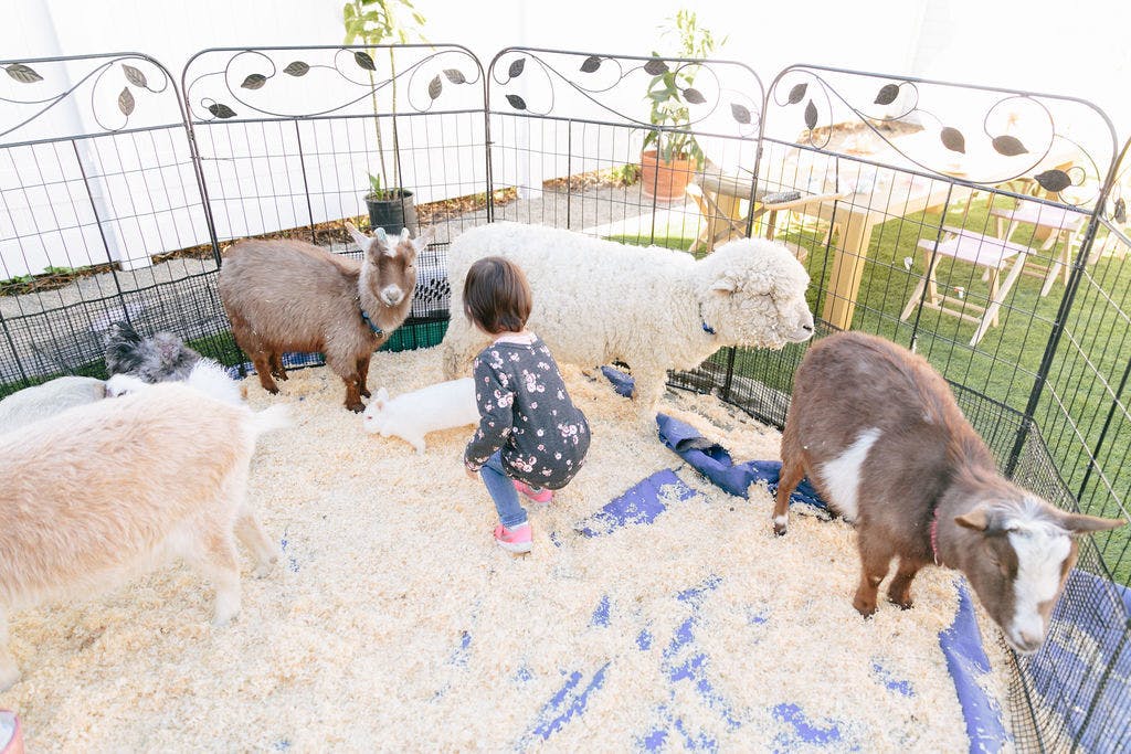 Colorful 2nd Kids Birthday Party with Petting Zoo with Goats and Sheep | PartySlate