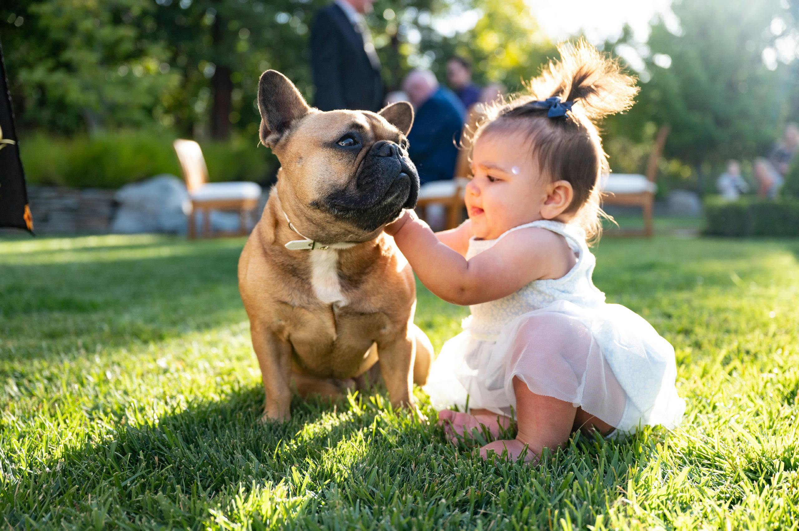 Baby petting a french bull dog l PartySlate