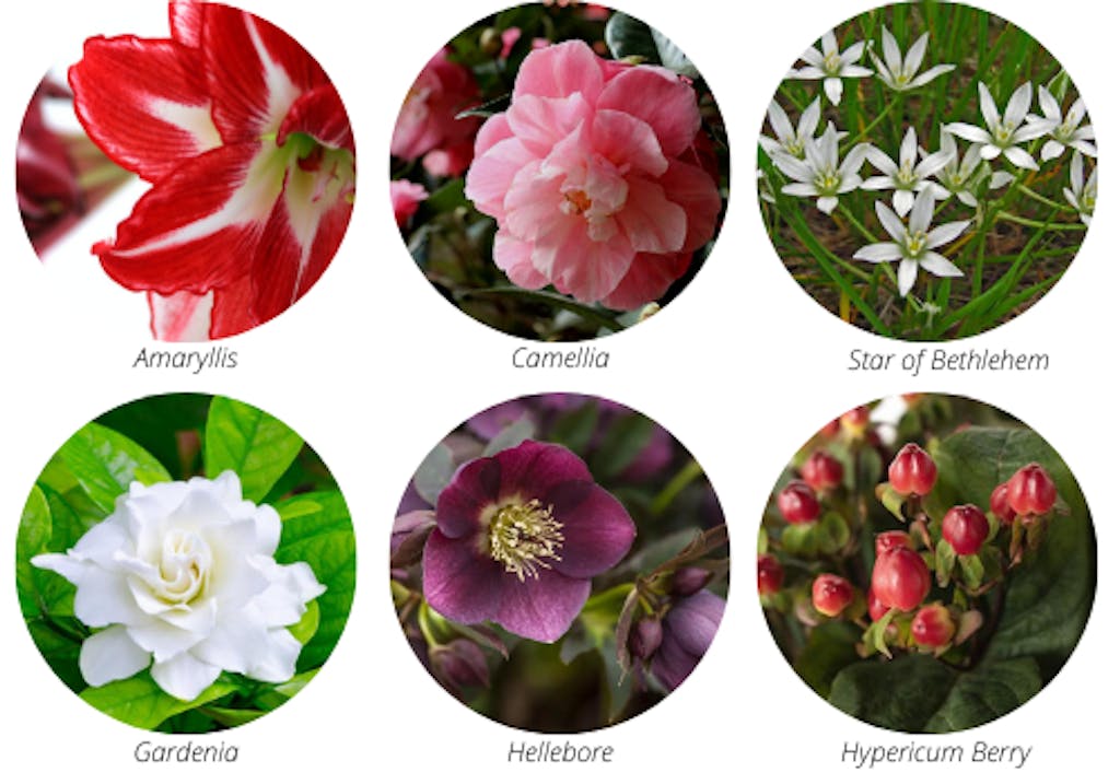 Winter wedding flowers: Amarylis, Camelia, Star of Bethlehem, Gardenia, Helibore, and Hypericum Berry | PartySlate