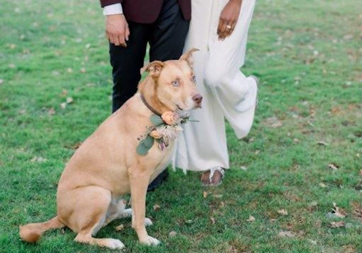 labrador retriever wearing flower collar for wedding | PartySlate