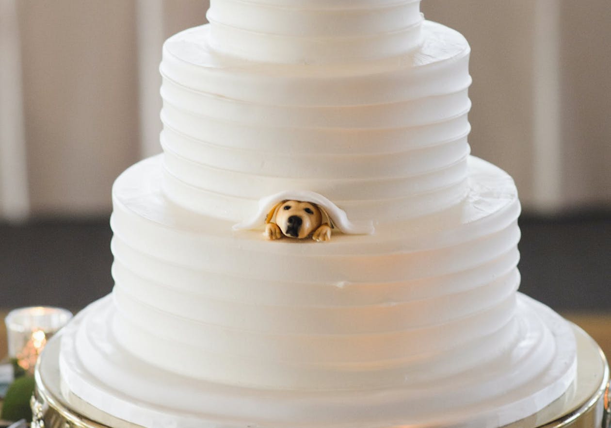 white wedding cake with dog face peeking out from icing | PartySlate