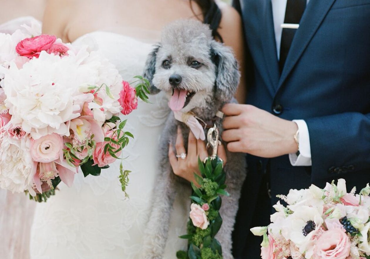 bride and groom holding dog with floral leash for wedding | PartySlate
