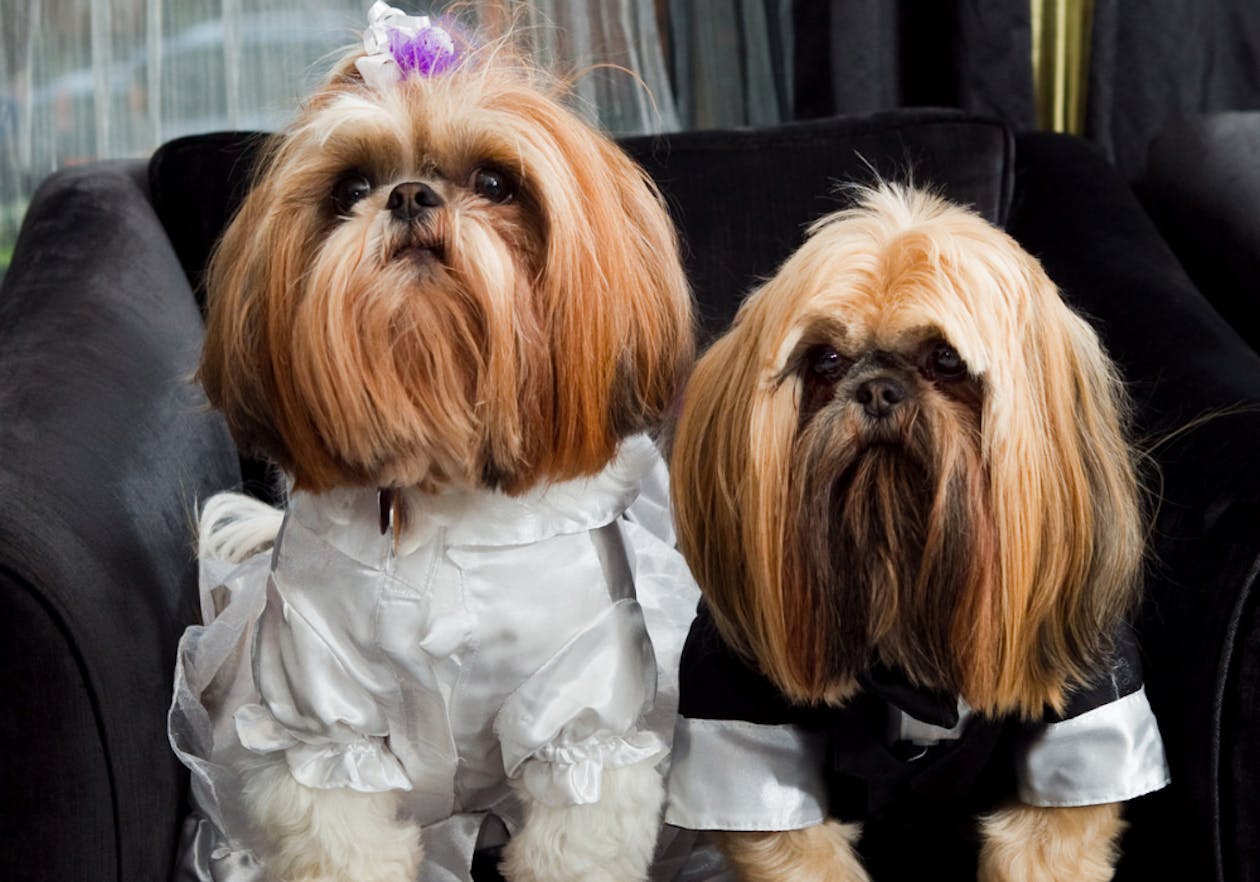 two long haired brown dogs wearing bride and groom costumes | PartySlate