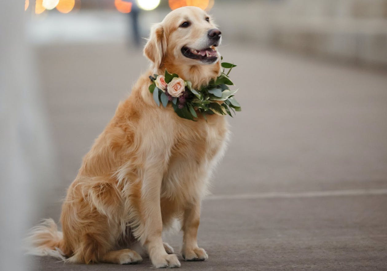 golden retriever wearing collar of flowers for wedding | PartySlate