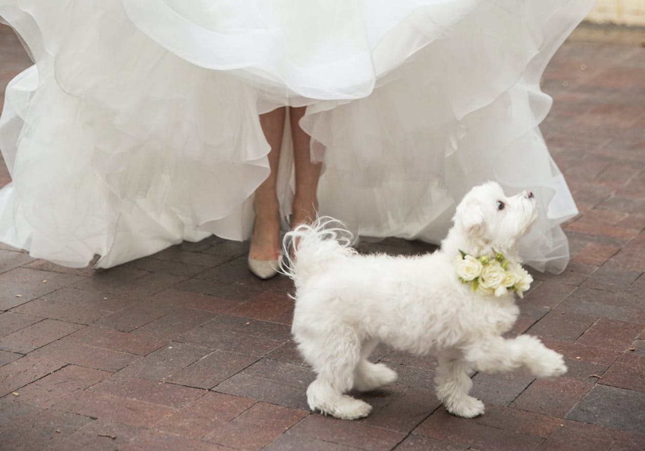 white dog wearing floral collar and prancing in front of bride | PartySlate