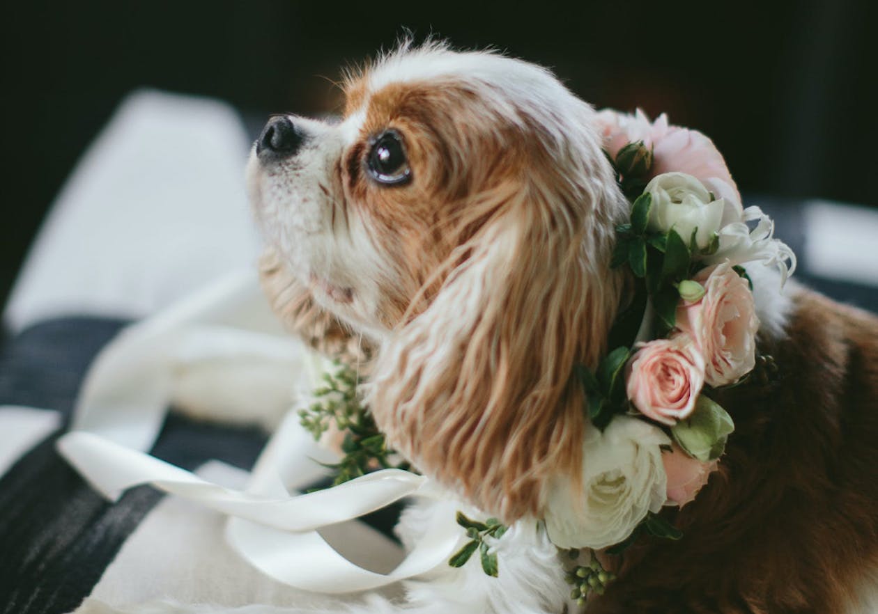 cocker spaniel wearing floral collar for wedding | PartySlate