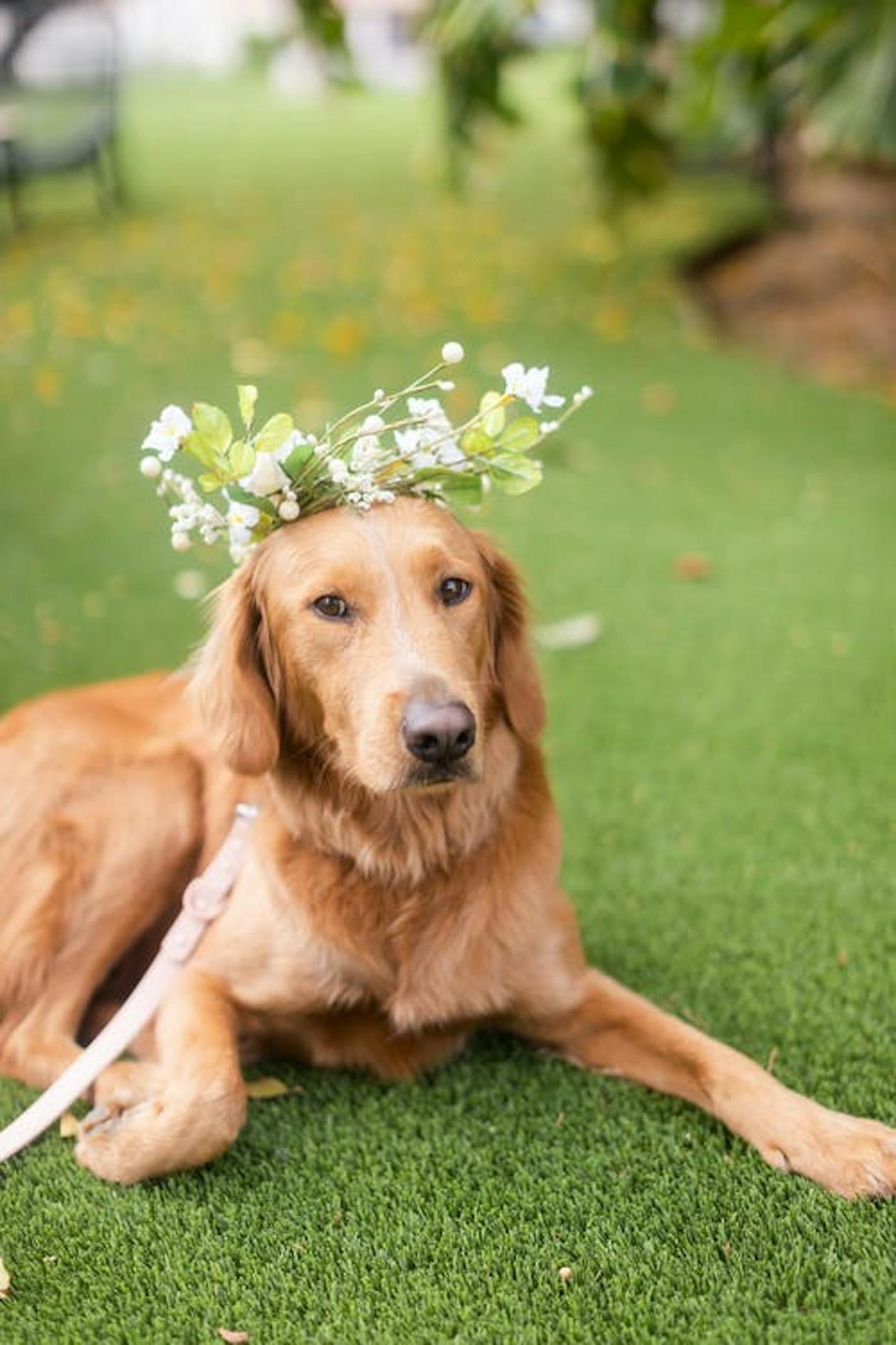 golden retriever with floral crown | PartySlate