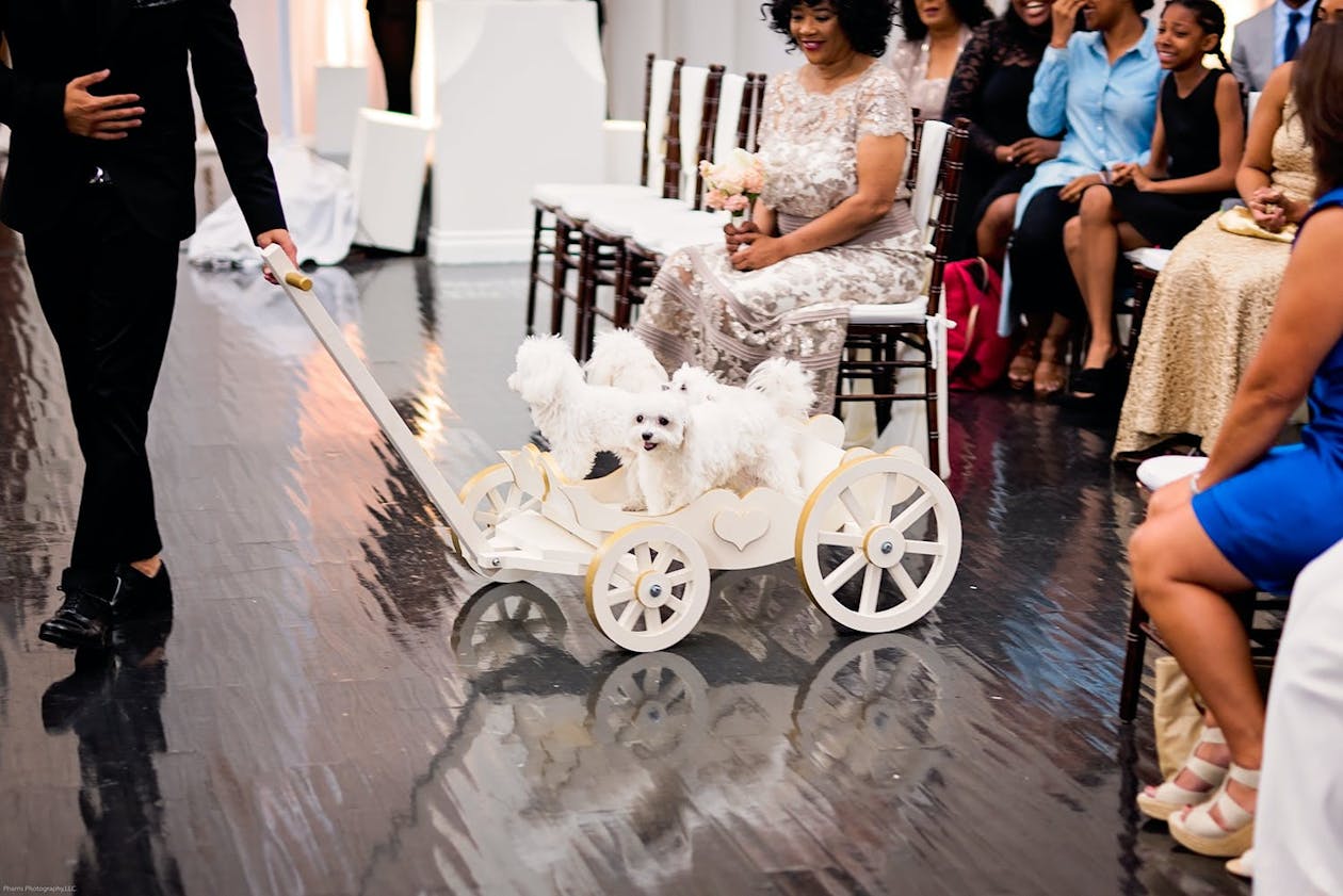 fancy white wagon holding white dogs in wedding aisle | PartySlate
