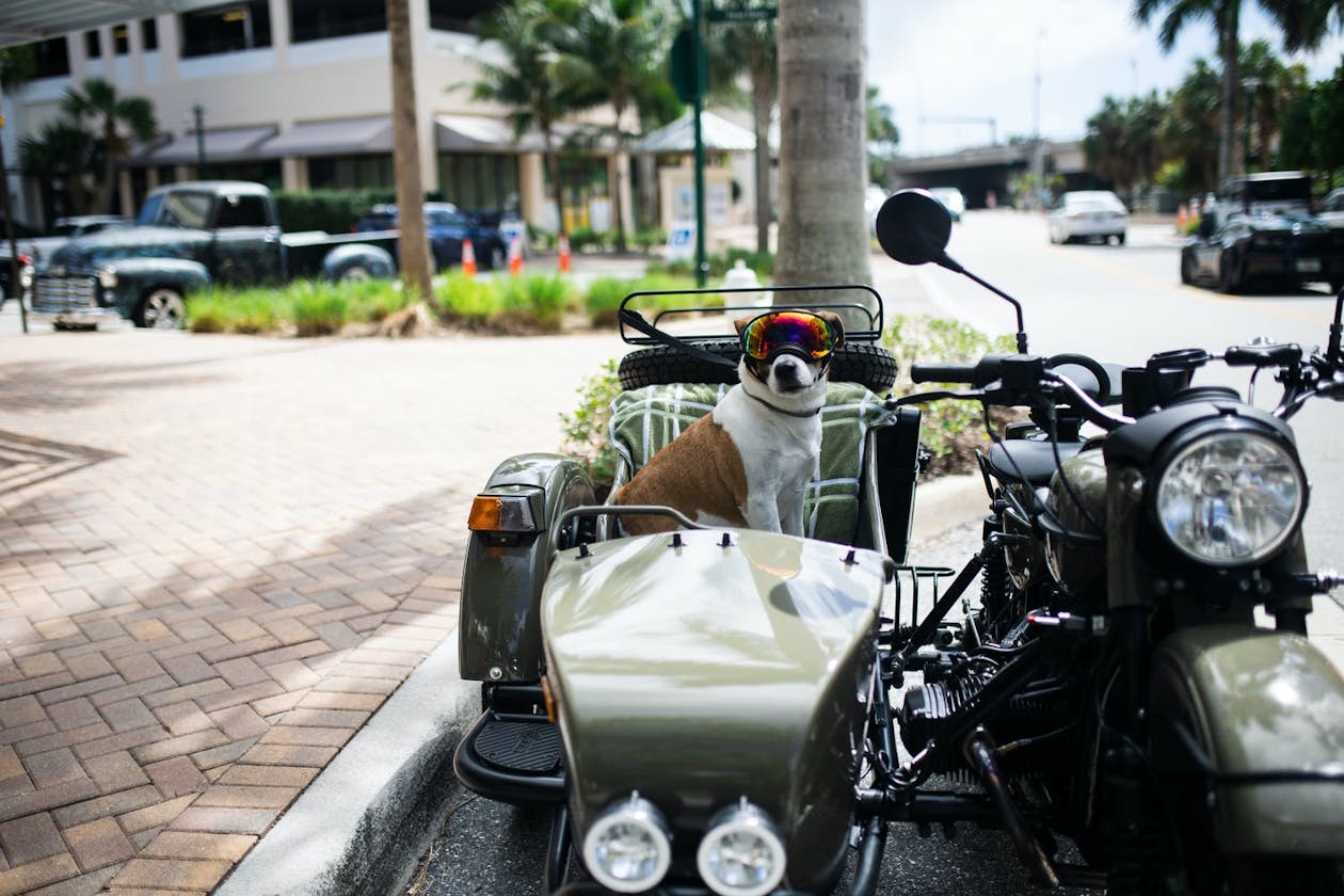 dog in moto sidecar at wedding | PartySlate