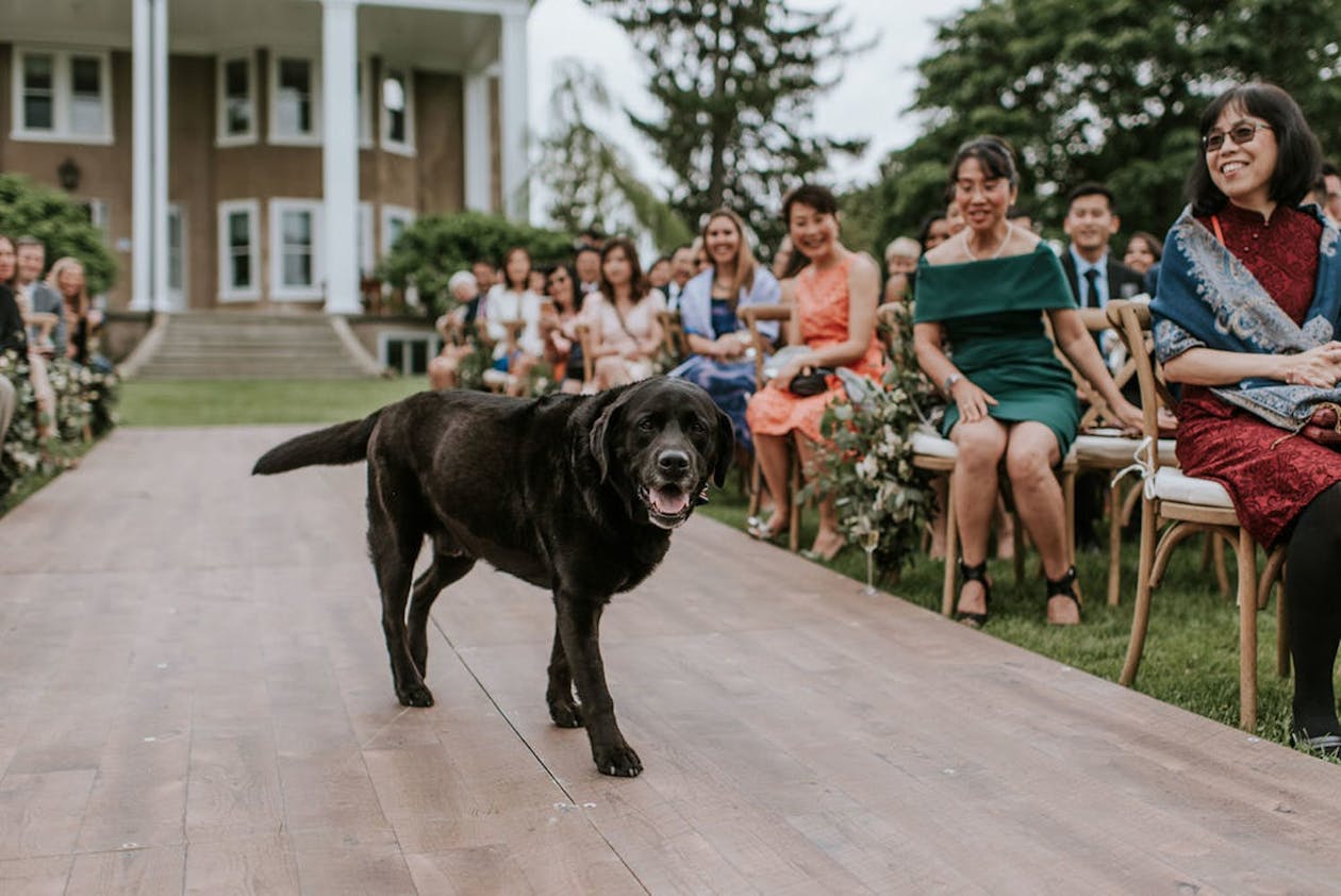 black labrador retriever walking down wood wedding aisle | PartySlate