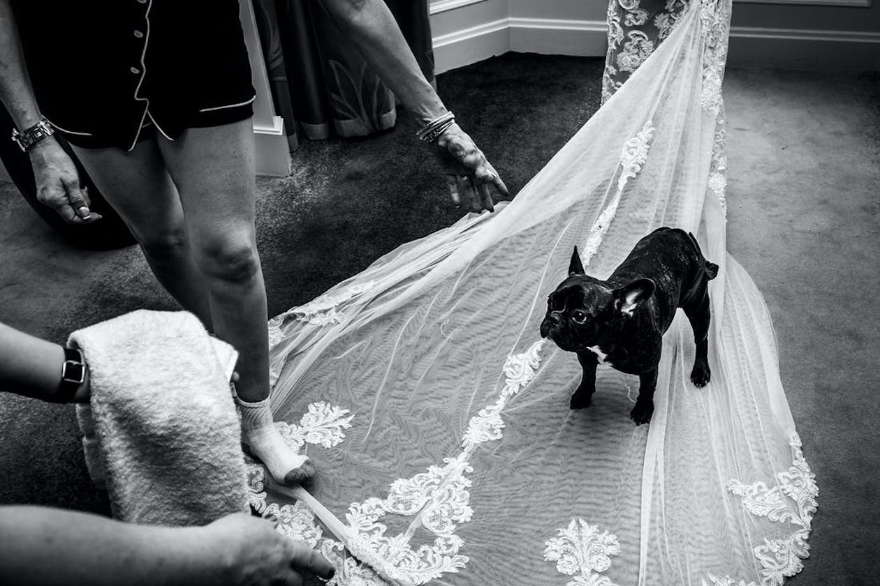black dog standing on white bridal veil | PartySlate