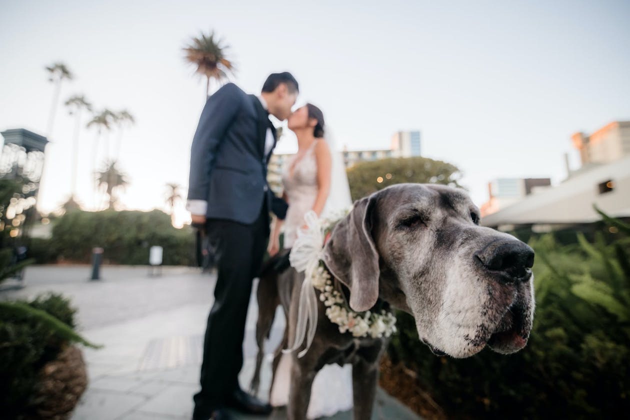 bride and groom kissing while holding dog on leash | PartySlate