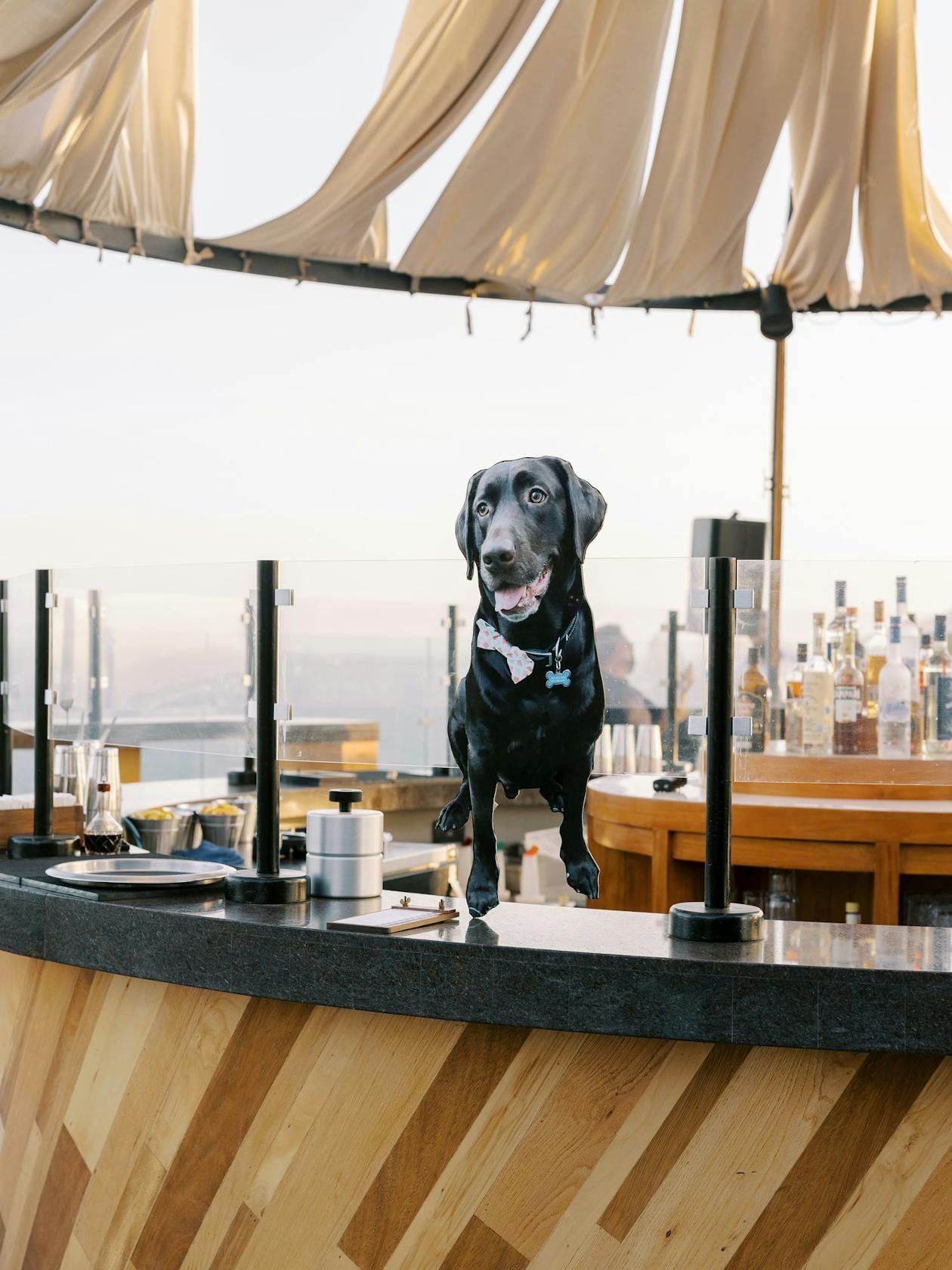 cutout of photo of black lab dog at wedding | PartySlate