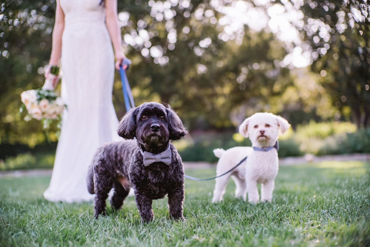 black dog and white dog on leashes being held by bride | PartySlate