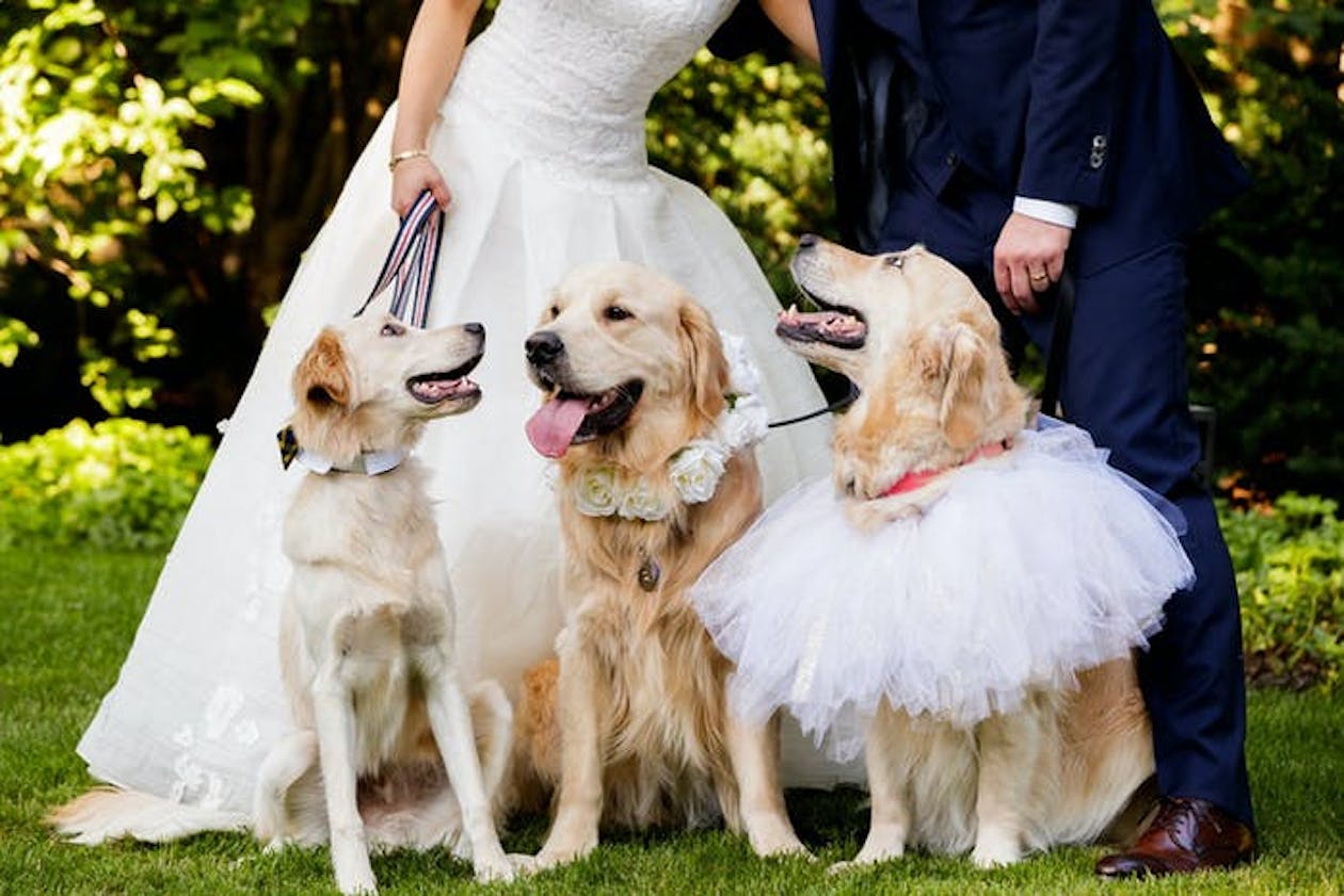 three light brown dogs wearing tutus and flowers at wedding | PartySlate