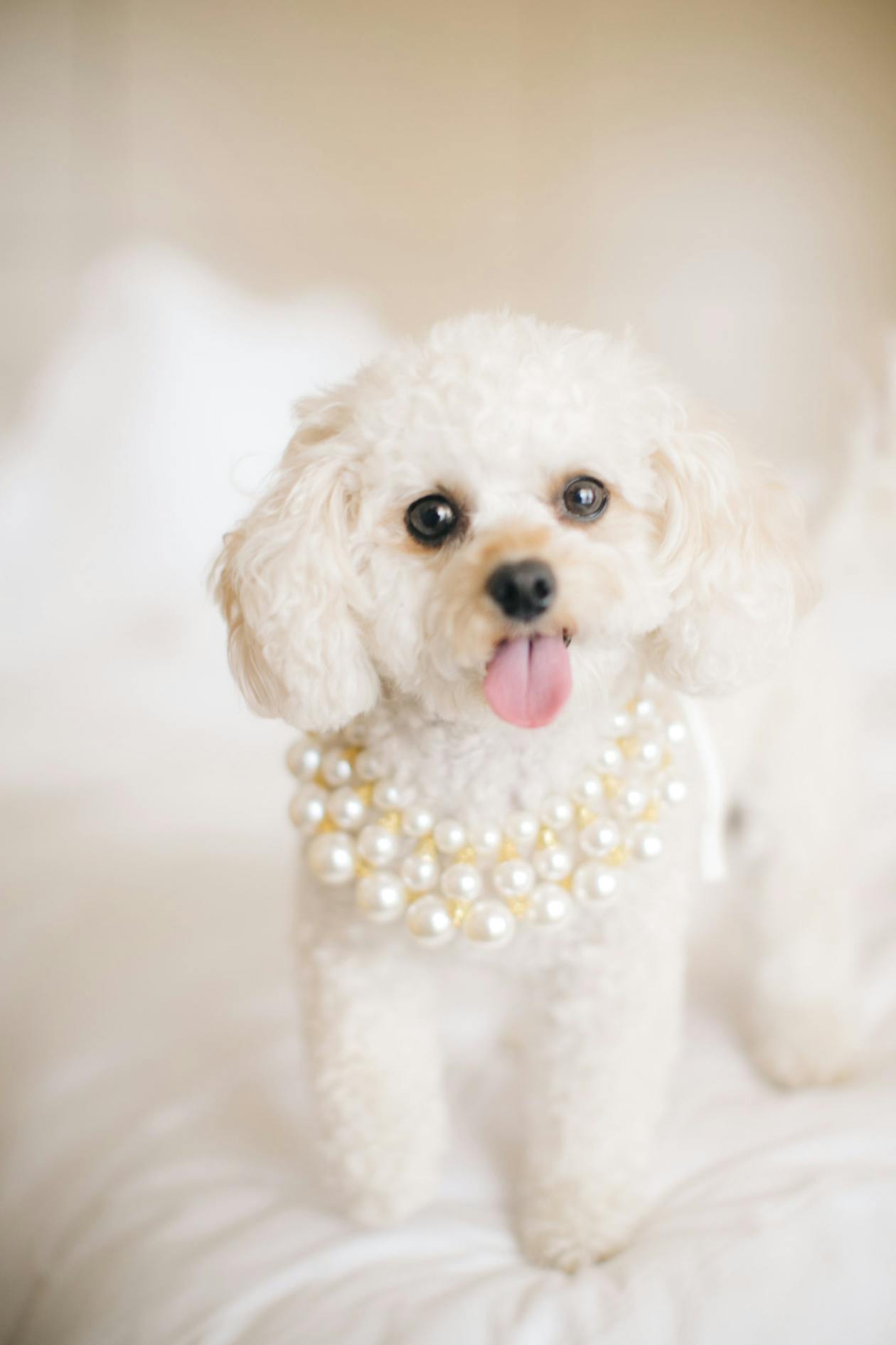 fluffy white dog wearing three strands of pearls for wedding | PartySlate