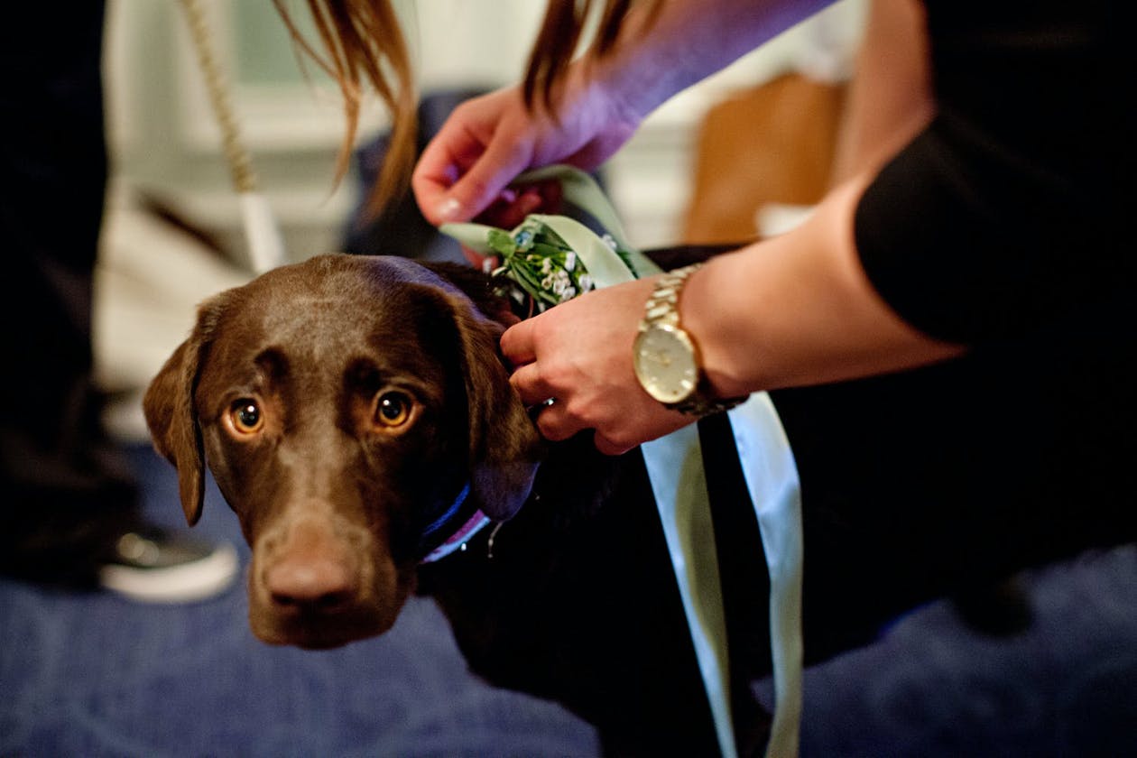 brown labrador retriever with ribbons and flowers for wedding | PartySlate