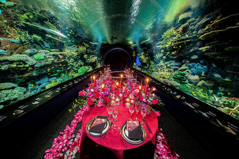Romantic Valentine's Day Dinner at the New York Aquarium in New York, NY