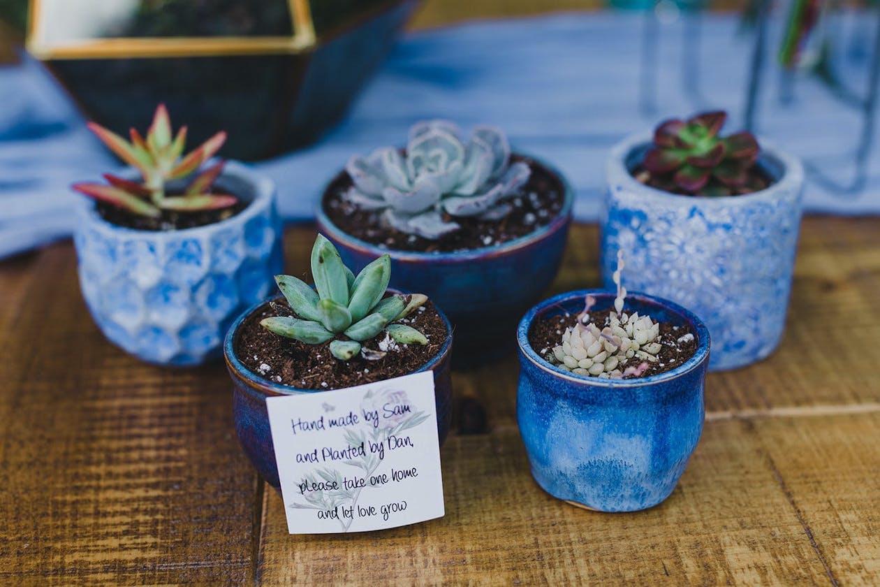 Potted succulent party favors in mini blue vases | PartySlate