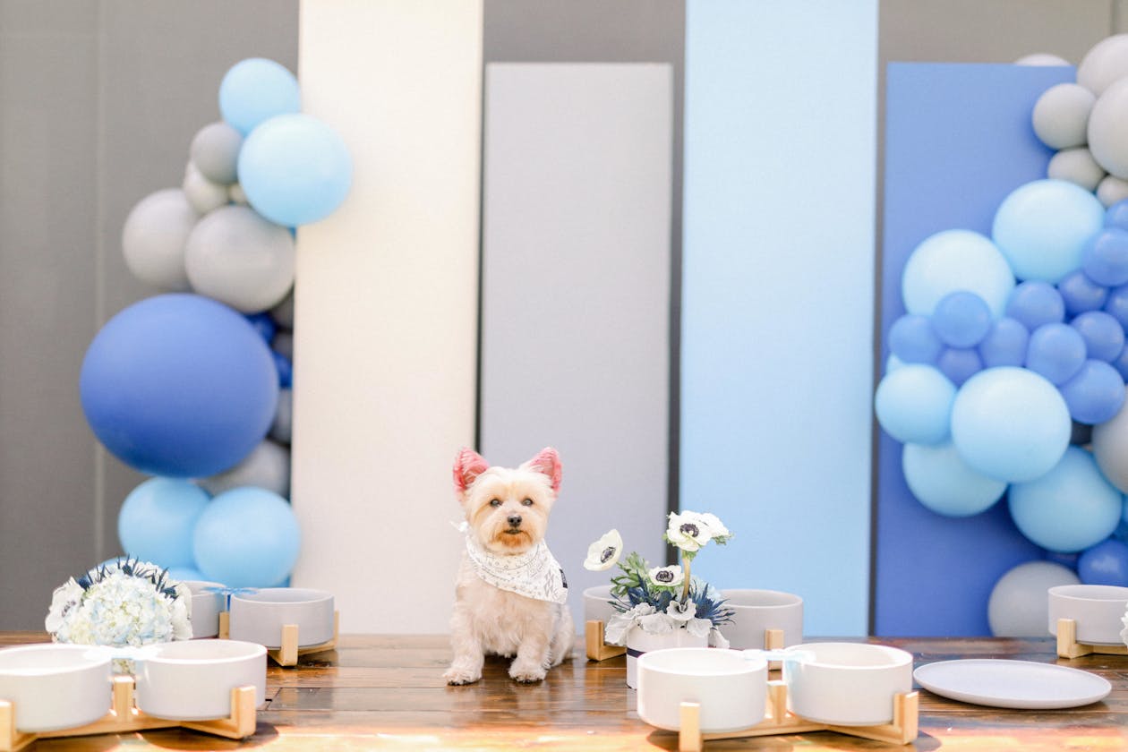 Frenchie in Paris Party with blue color blocked wall behind | PartySlate