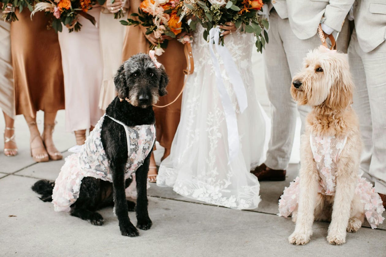 Our Wedding: Bridal Party Attire — Have Dog, Will Drive